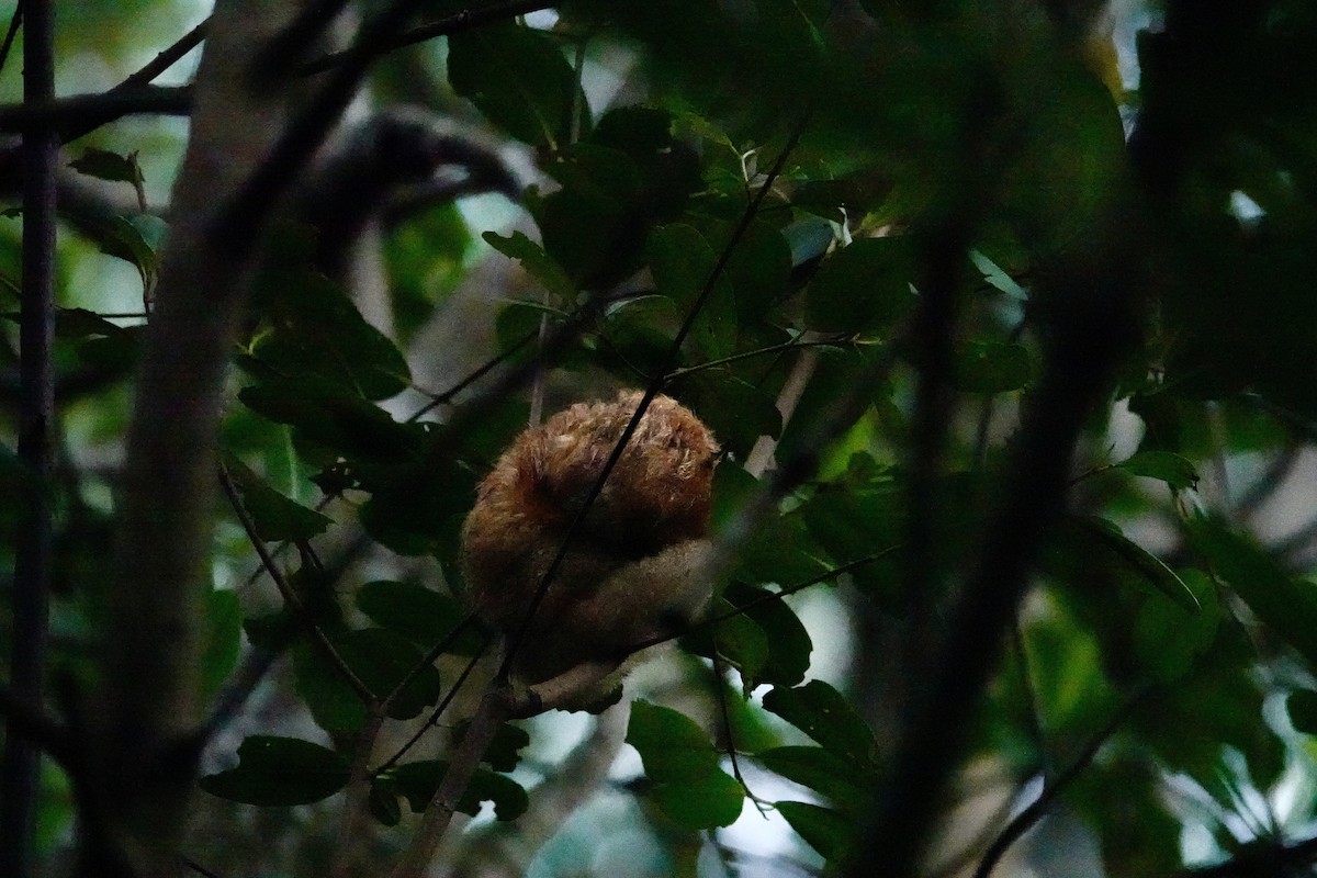 Silky Anteaters - ML646707106