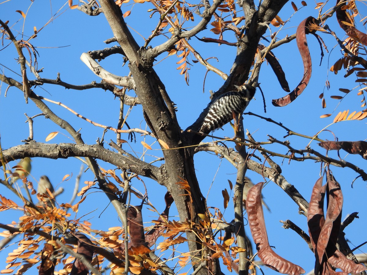 Pic arlequin - ML646707114