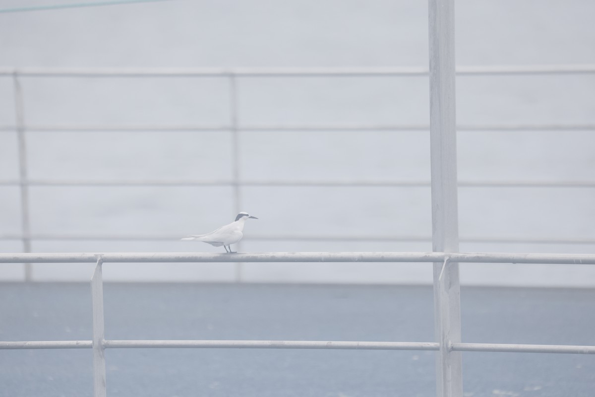 Black-naped Tern - ML646707121