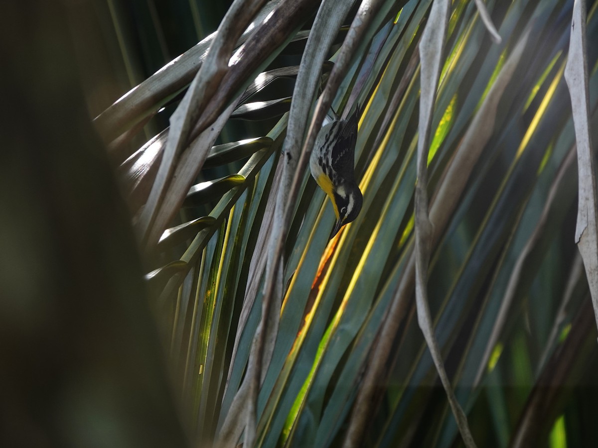 Reinita Gorjiamarilla - ML646707123