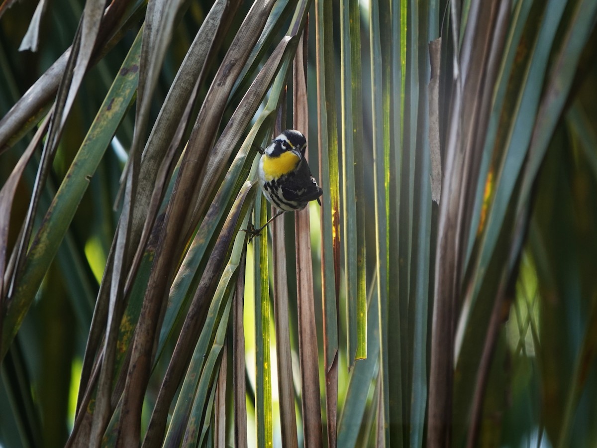 Reinita Gorjiamarilla - ML646707124