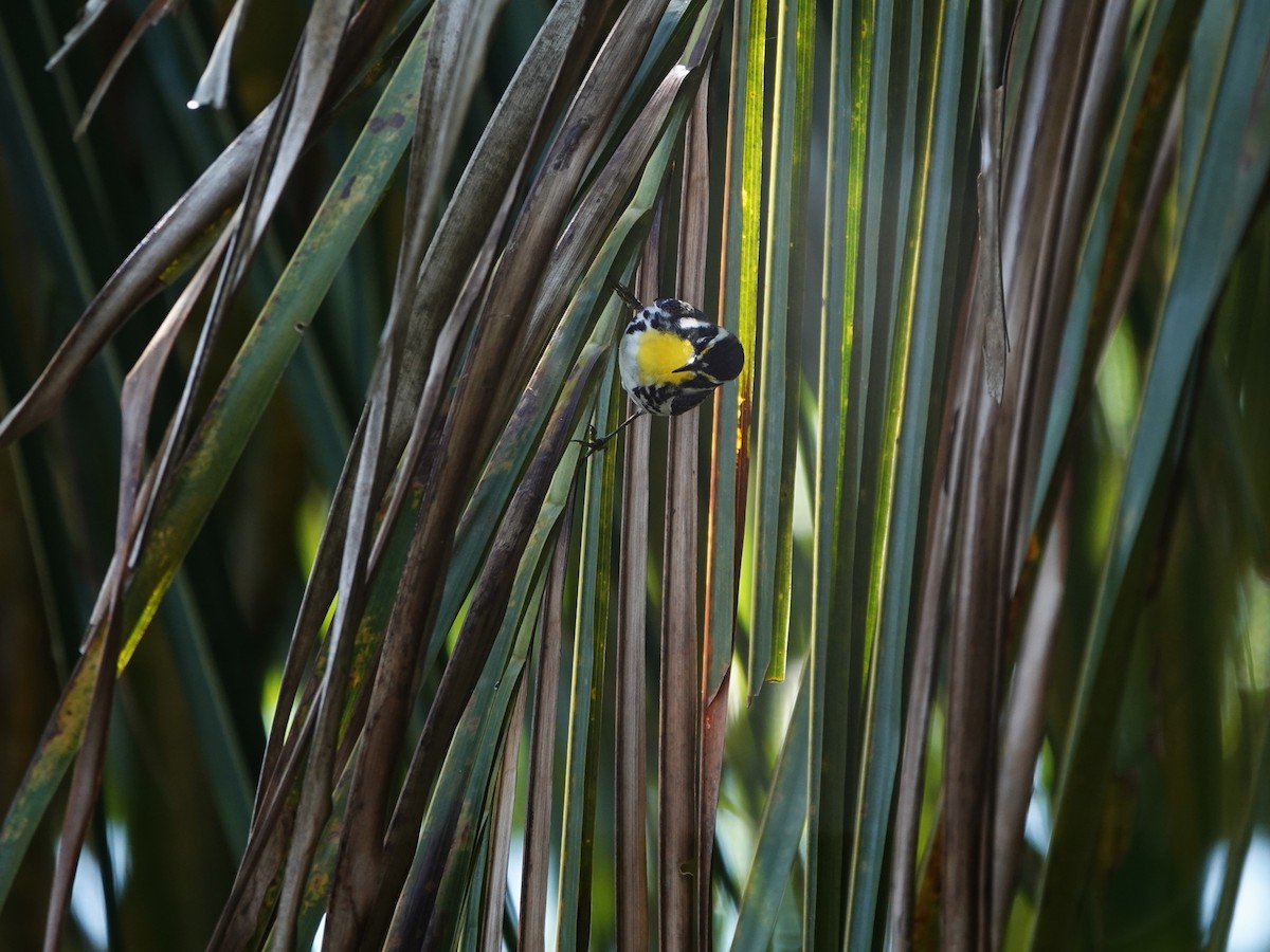 Reinita Gorjiamarilla - ML646707125