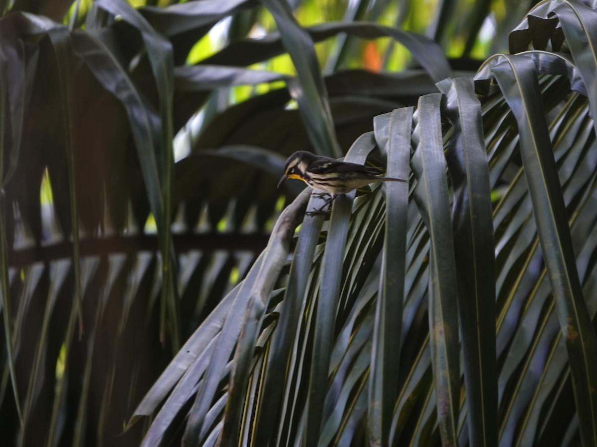 Reinita Gorjiamarilla - ML646707126