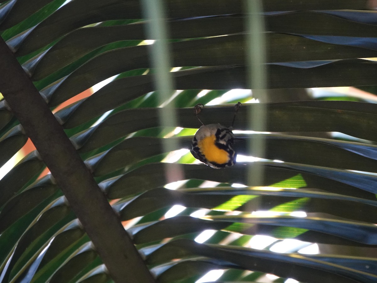 Reinita Gorjiamarilla - ML646707127