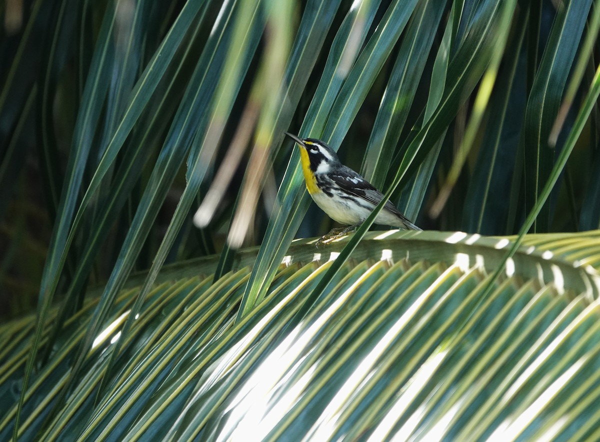 Reinita Gorjiamarilla - ML646707128