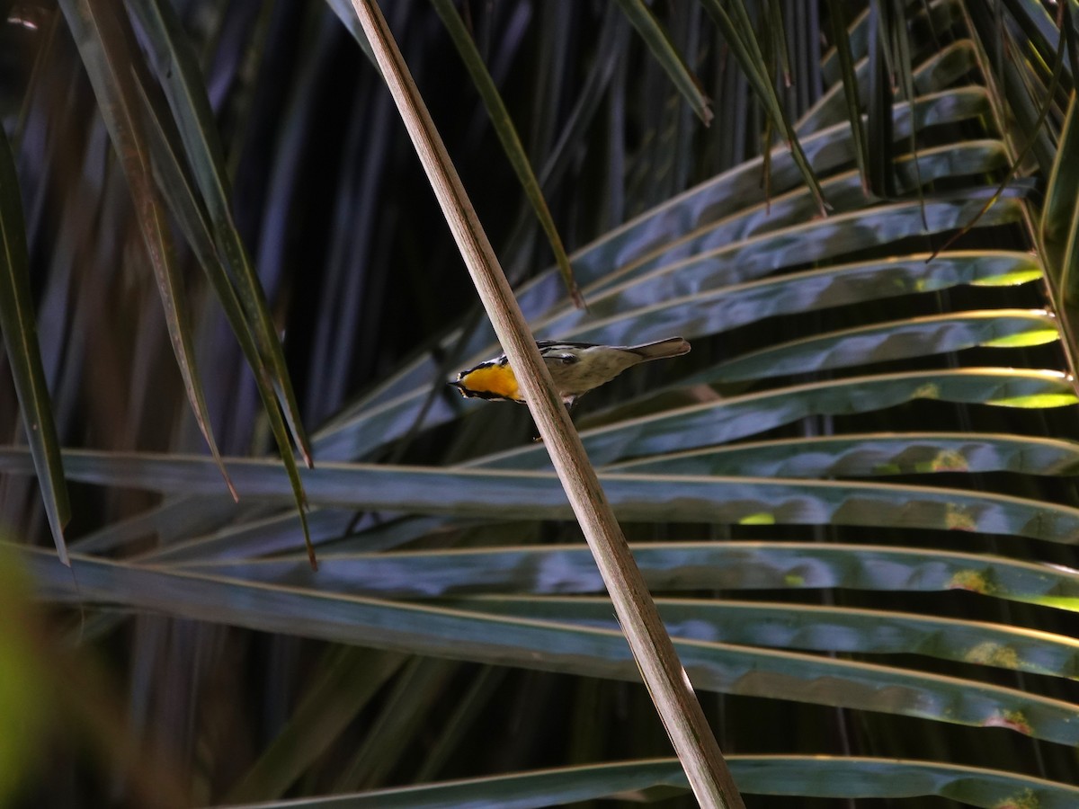 Reinita Gorjiamarilla - ML646707129