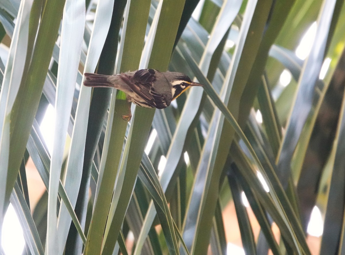 Reinita Gorjiamarilla - ML646707130