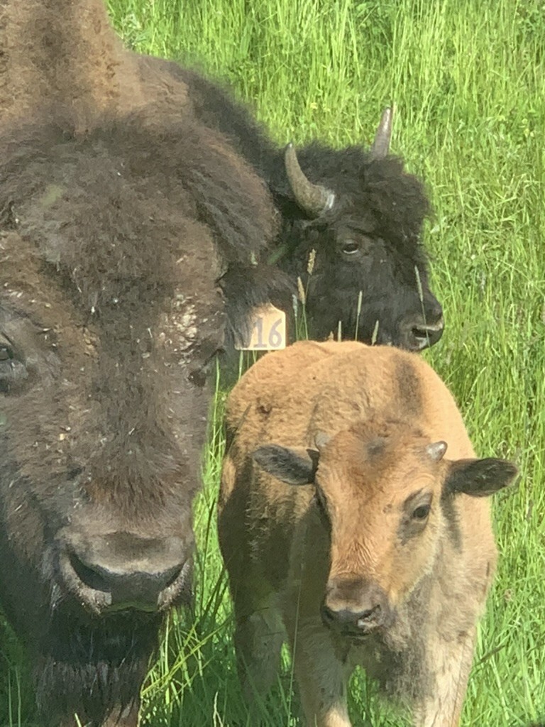 Bison - ML646707133