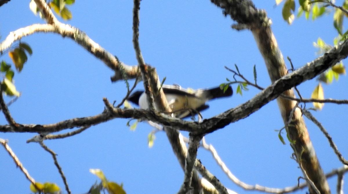 Purple-throated Cotinga - ML646707134