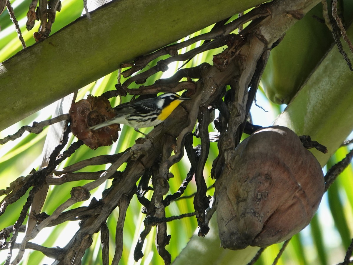 Reinita Gorjiamarilla - ML646707137