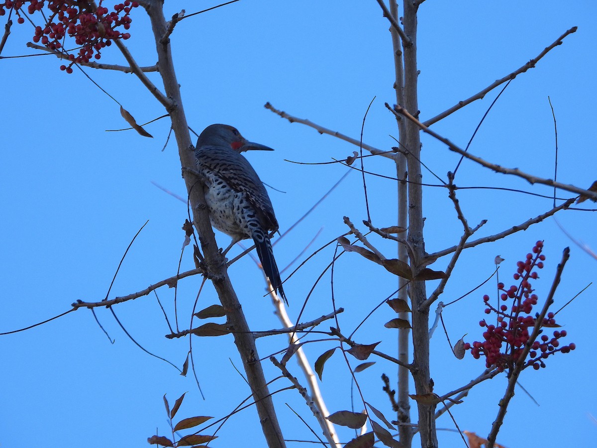 Pic flamboyant - ML646707138