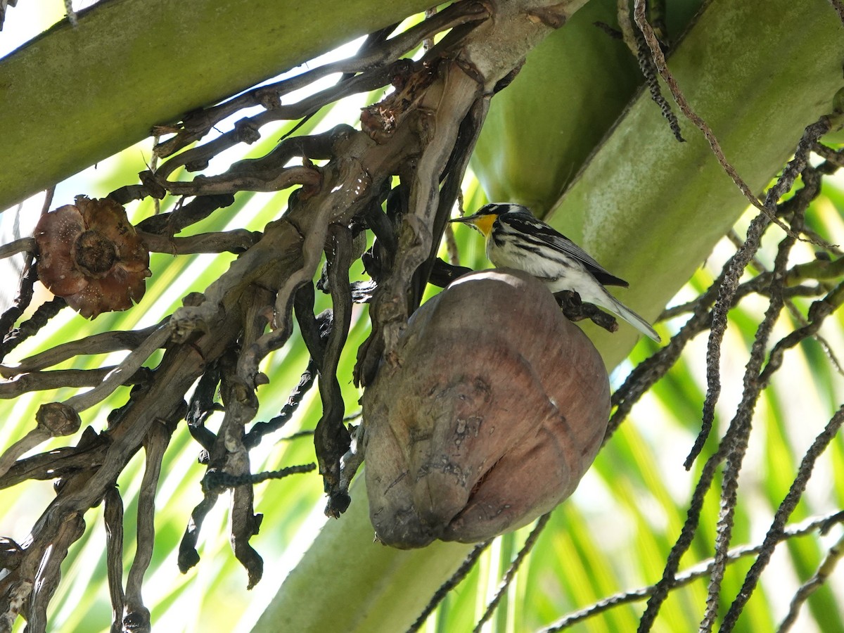 Reinita Gorjiamarilla - ML646707139