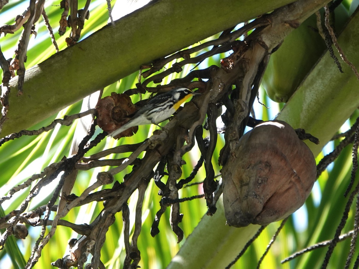 Reinita Gorjiamarilla - ML646707140