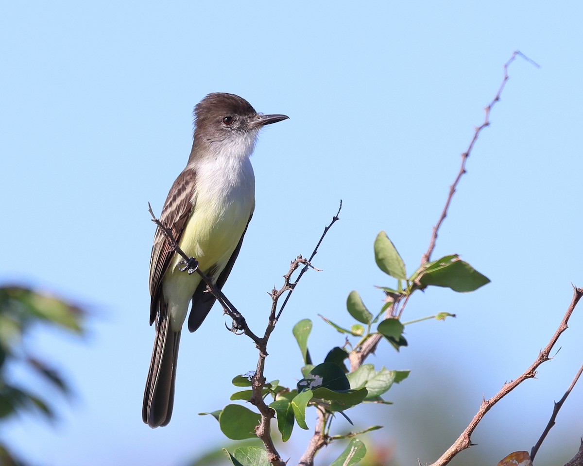 Stolid Flycatcher - ML646707141