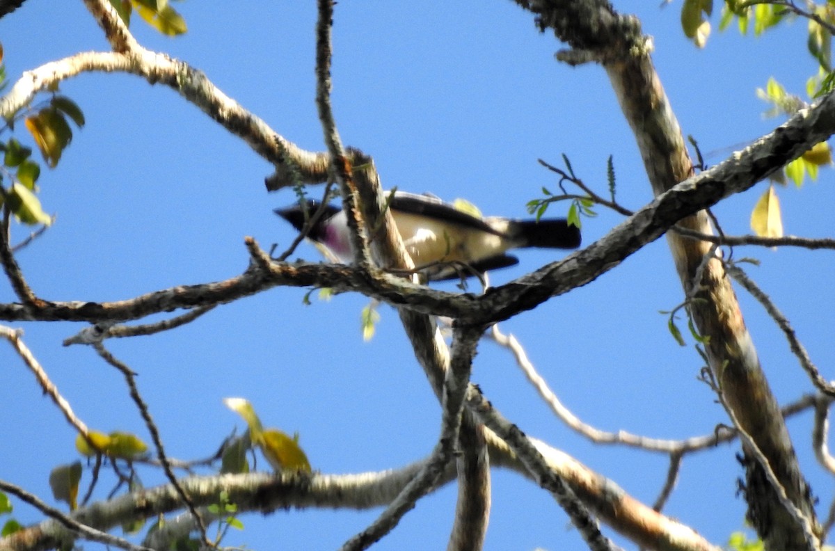 Purple-throated Cotinga - ML646707142