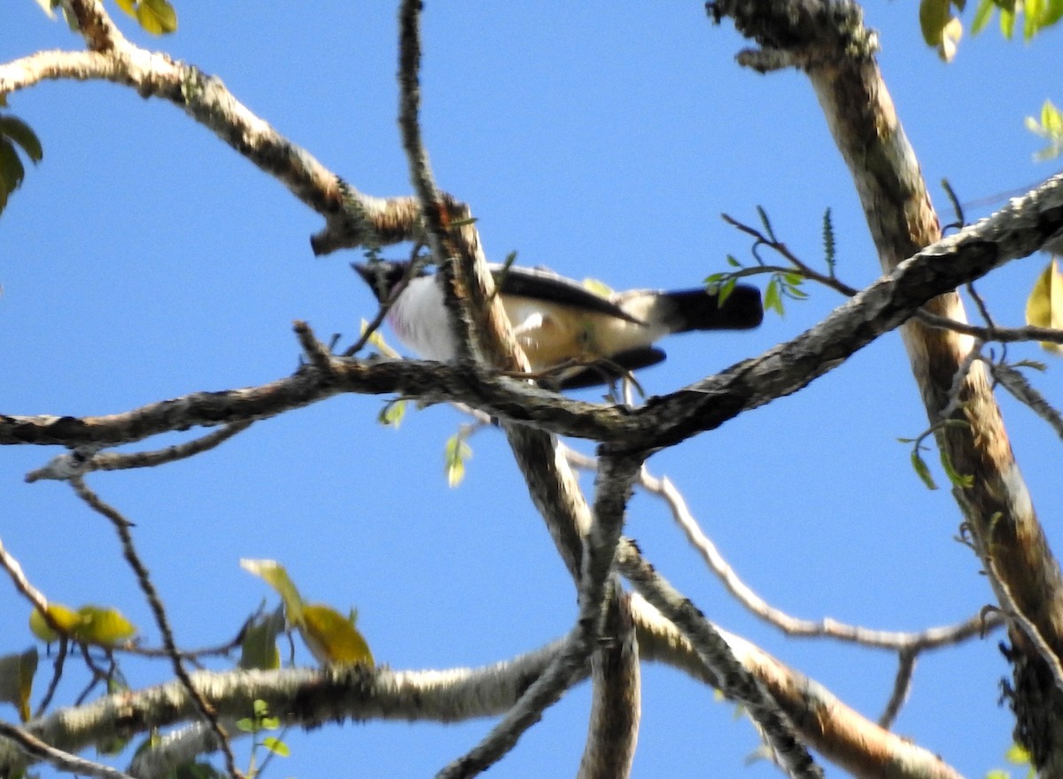 Purple-throated Cotinga - ML646707146