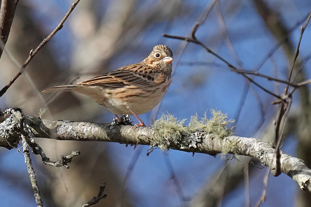 Vesper Sparrow - ML646707147