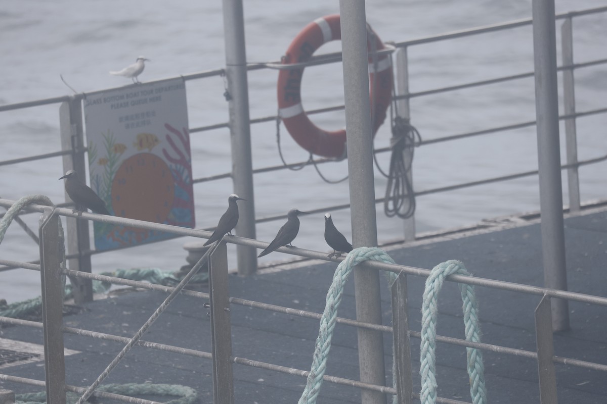 svartnoddy - ML646707148