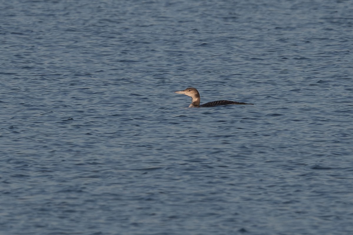 Colimbo Grande - ML646707149