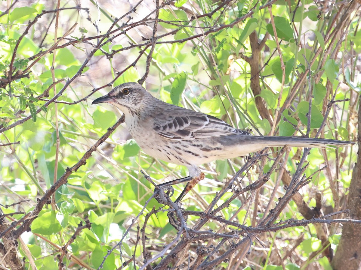 Bahama Mockingbird - ML646707150