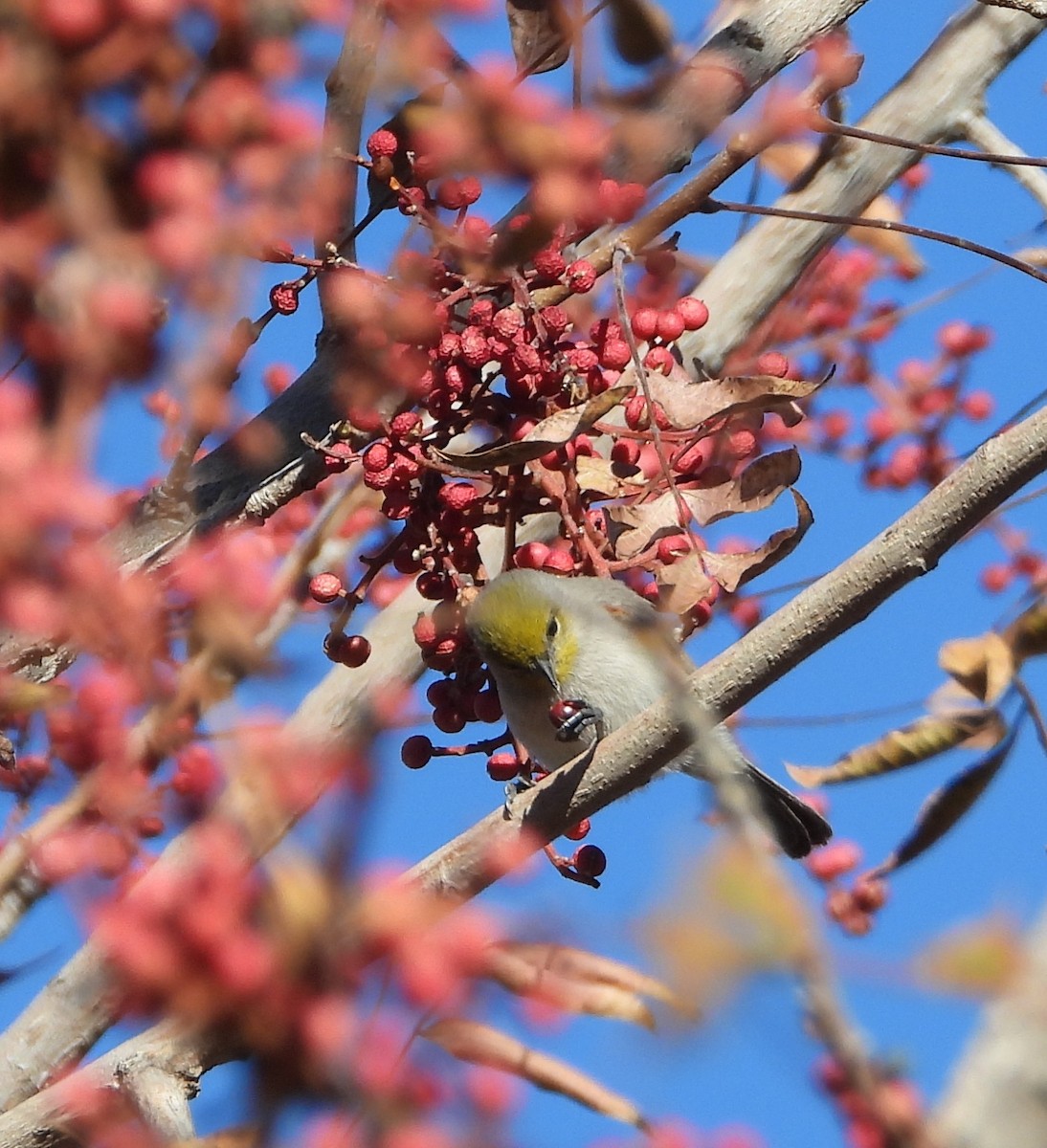 Auripare verdin - ML646707152