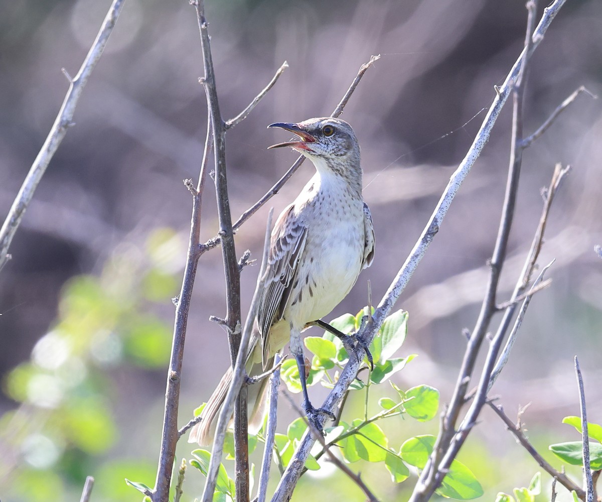 Bahama Mockingbird - ML646707153