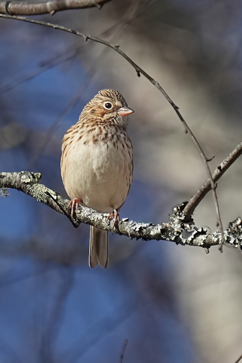 Vesper Sparrow - ML646707155