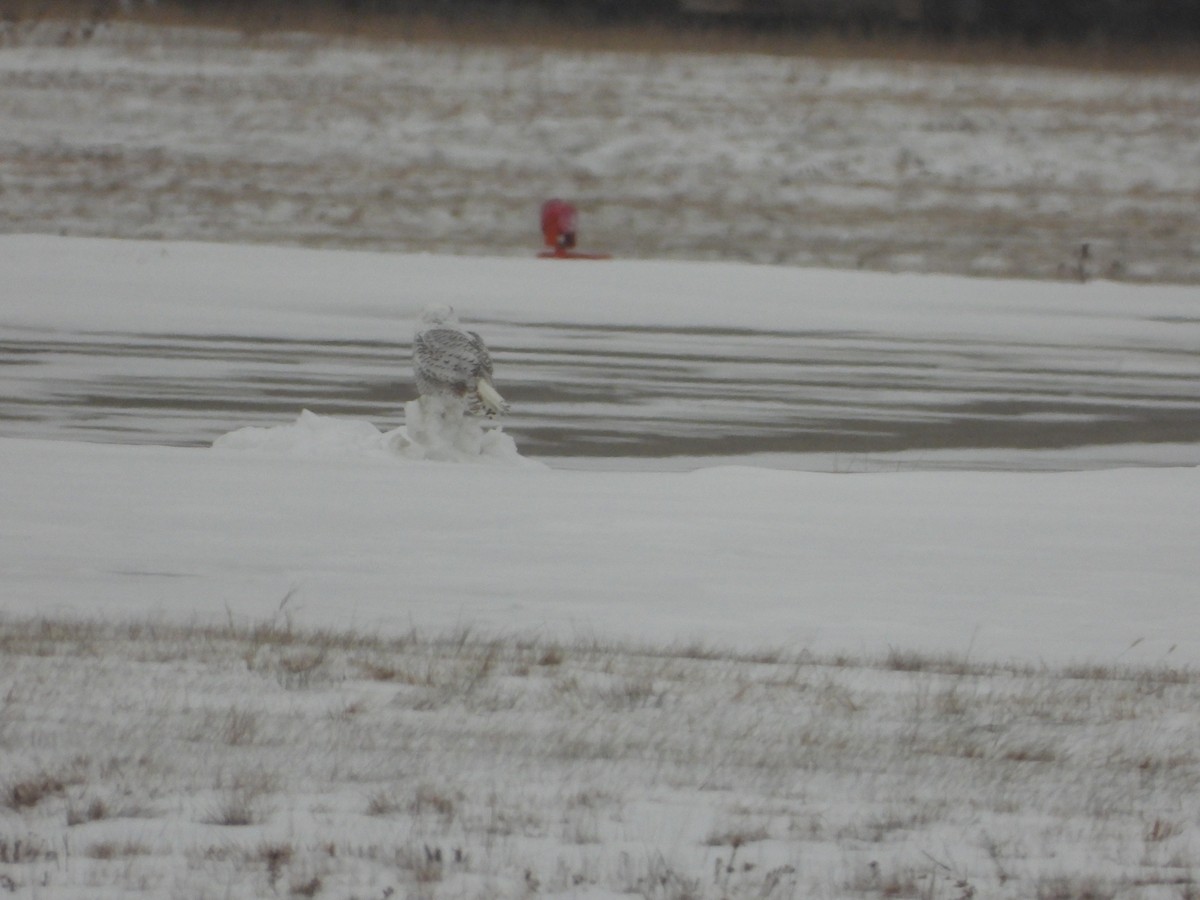 Snowy Owl - ML646707157