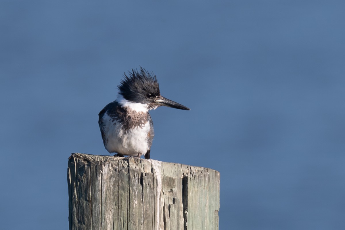 Martín Gigante Norteamericano - ML646707162