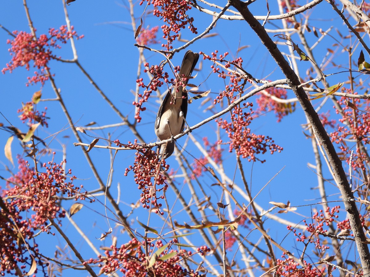 Moqueur polyglotte - ML646707163