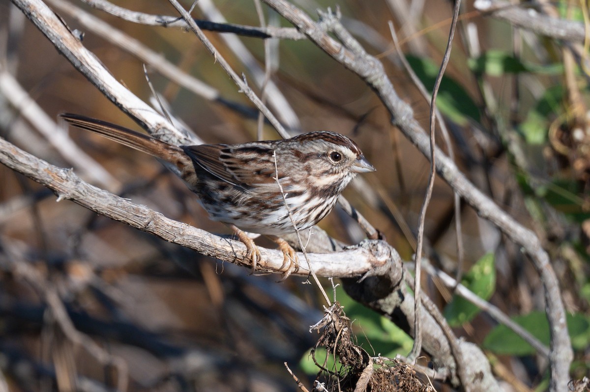 Chingolo Cantor - ML646707166