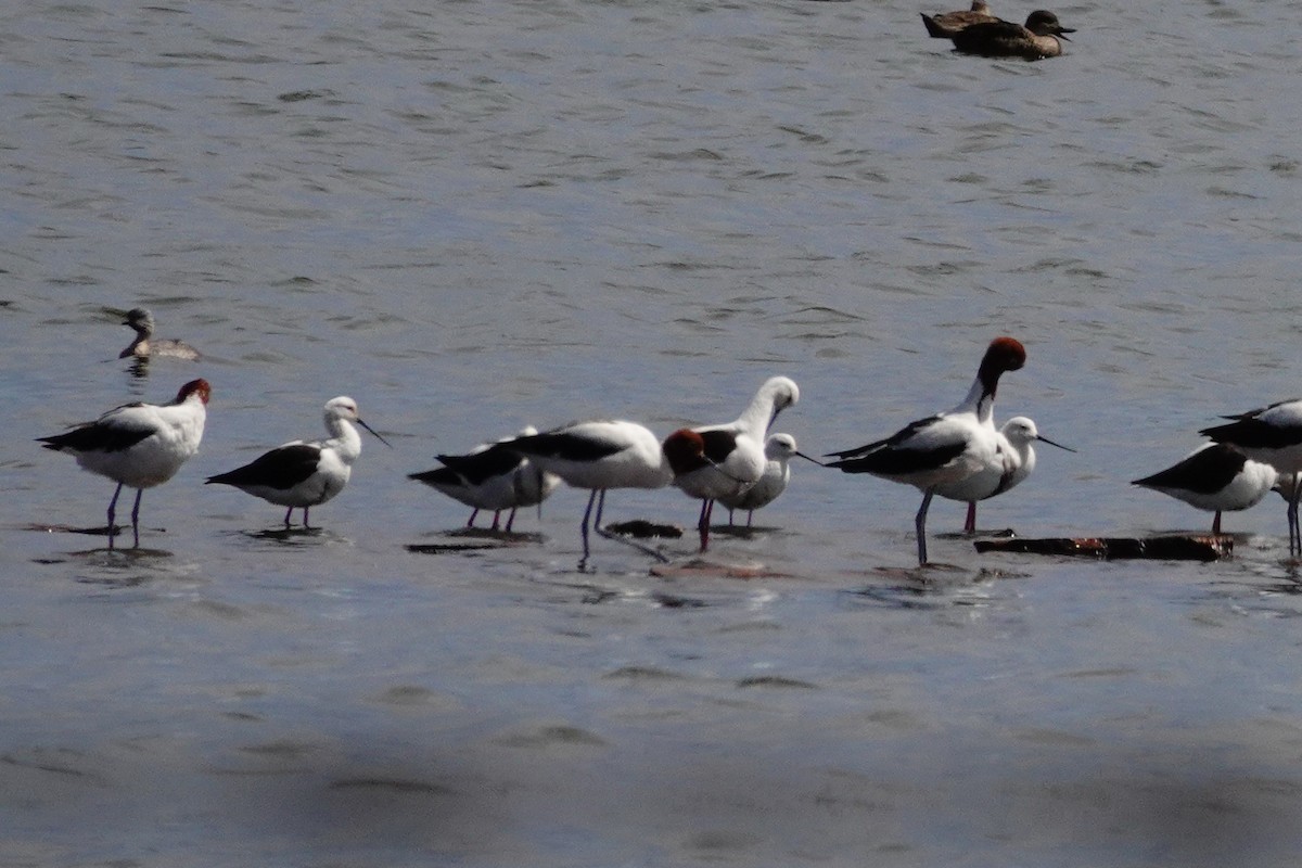 Banded Stilt - ML646707167
