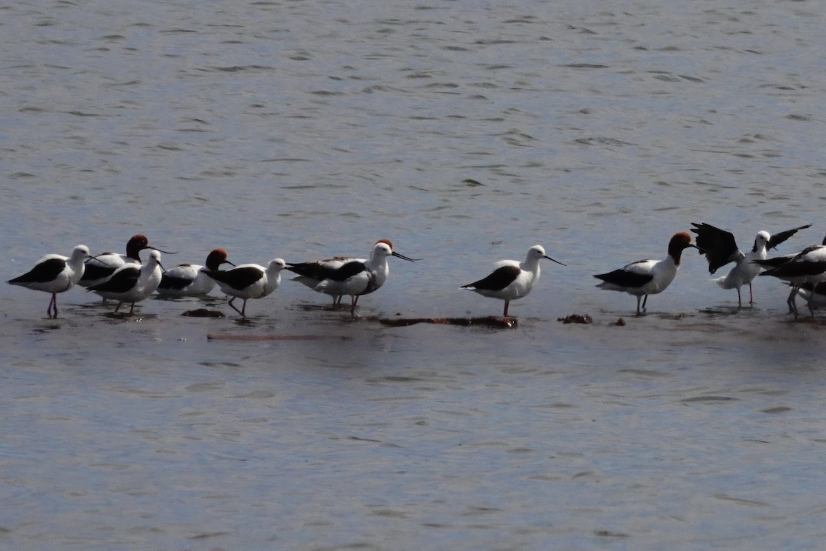 Banded Stilt - ML646707168