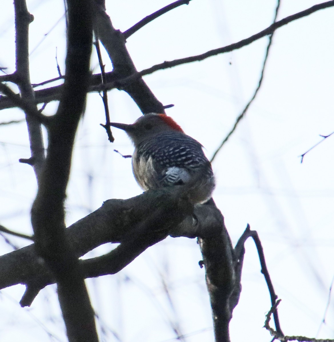 Red-bellied Woodpecker - ML646707169