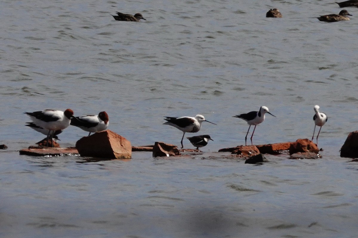 Banded Stilt - ML646707170