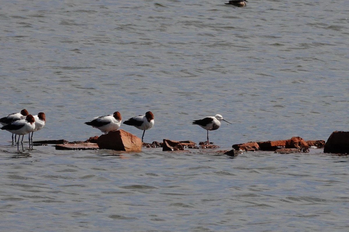 Banded Stilt - ML646707172