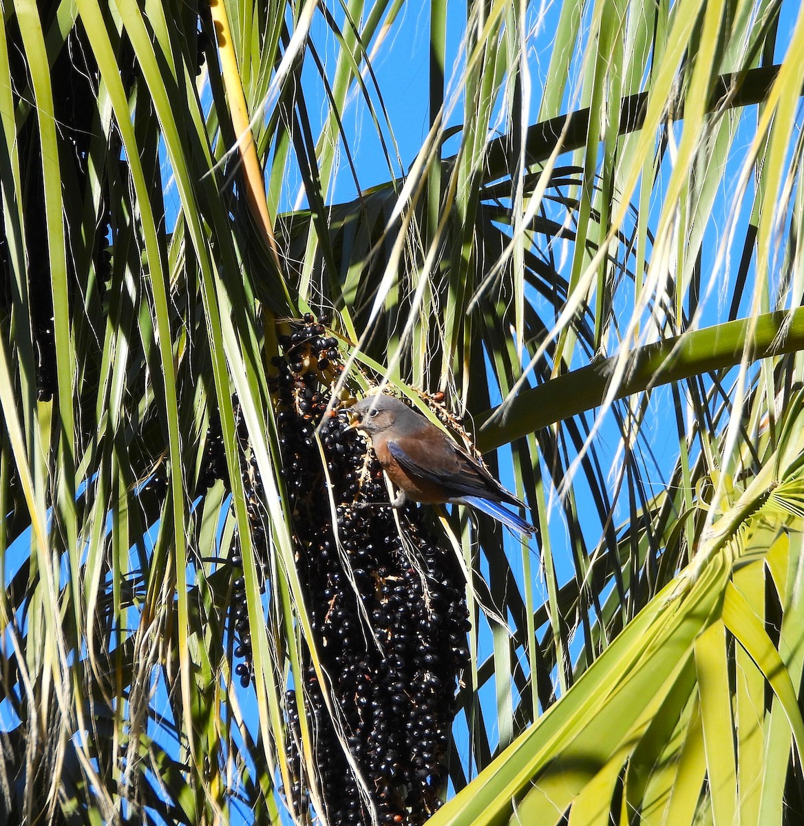 Merlebleu de l'Ouest - ML646707174