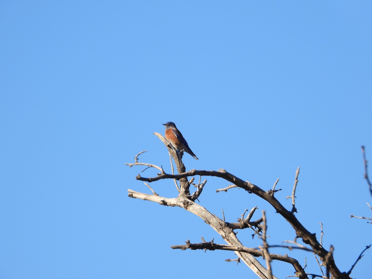 Merlebleu de l'Ouest - ML646707175