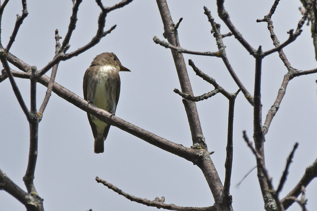 tyranovec severský - ML646707176