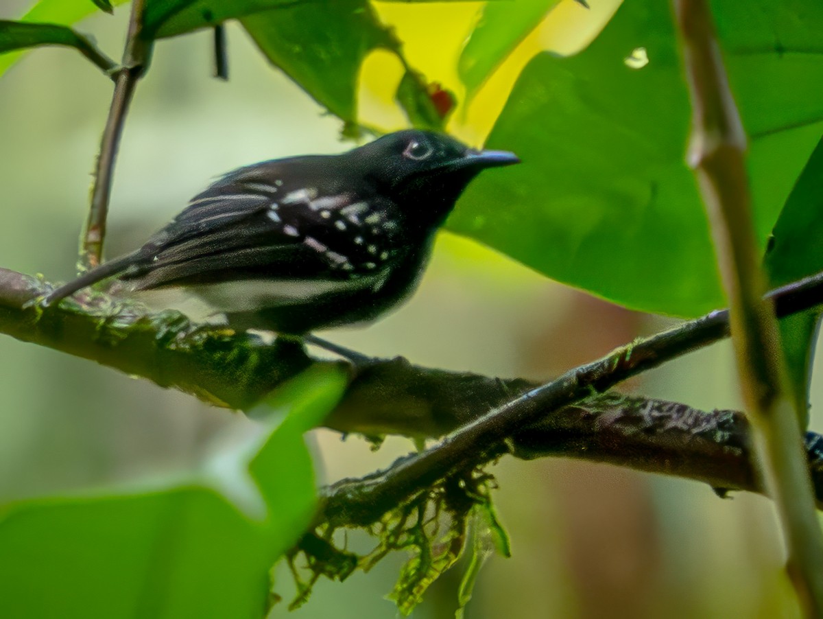 White-flanked Antwren - ML646707179