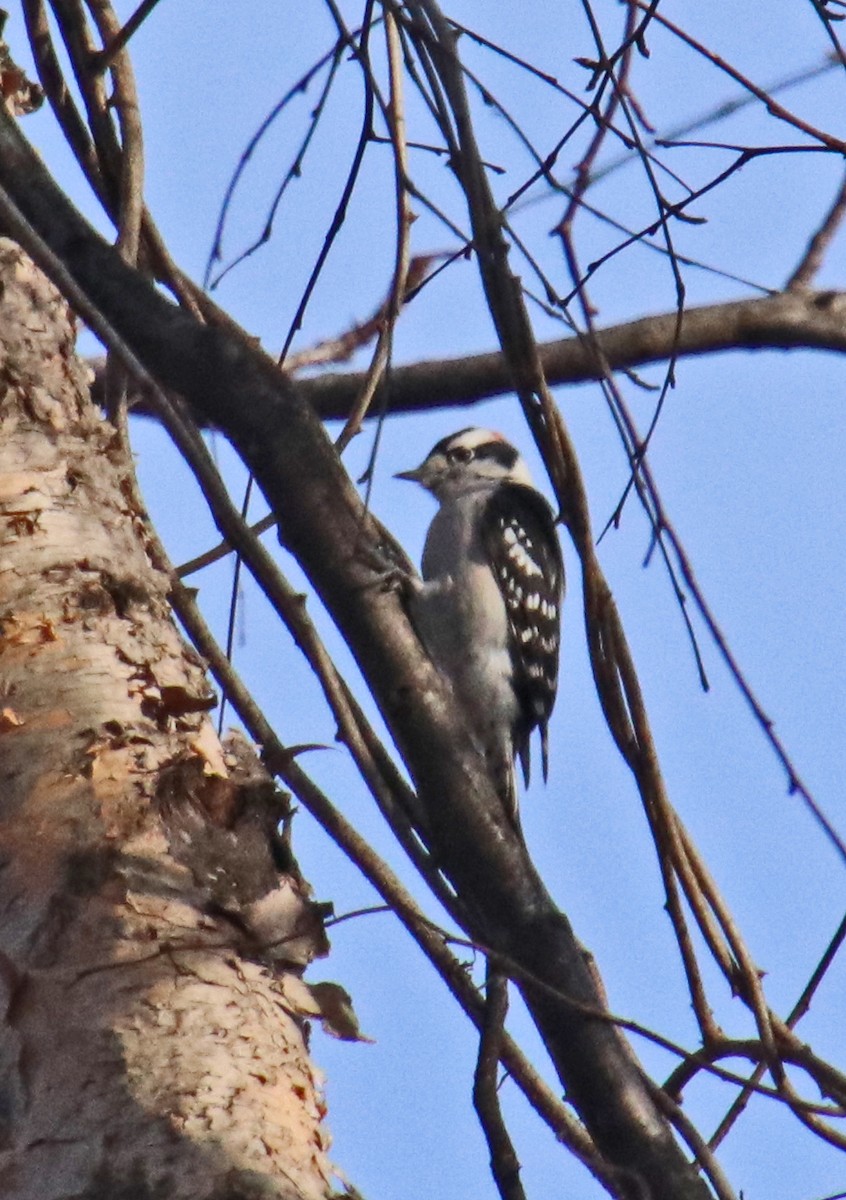 Downy Woodpecker - ML646707180