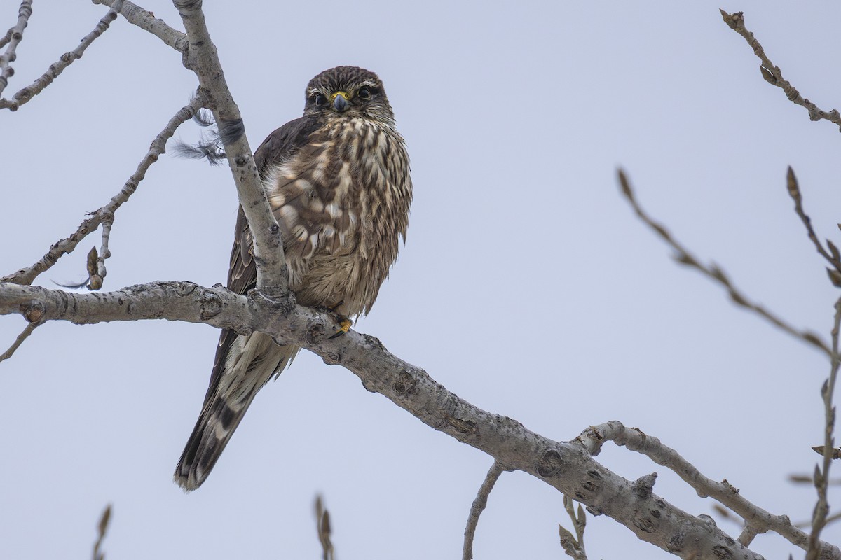 Хайргууна шонхор - ML646707182