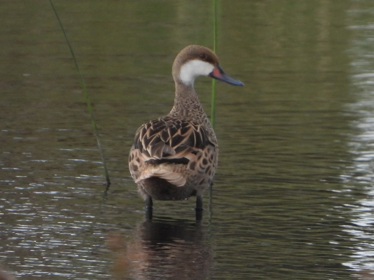 Ánade Gargantillo - ML646707187