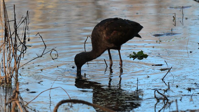Morito Cariblanco - ML646707189