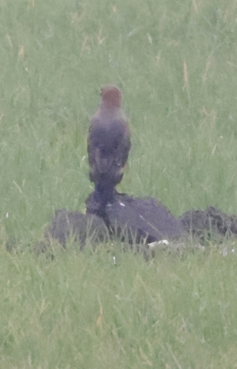 Savanna Hawk - ML646707190