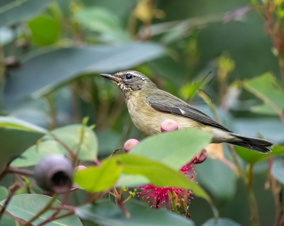 Reinita Azulada - ML646707192