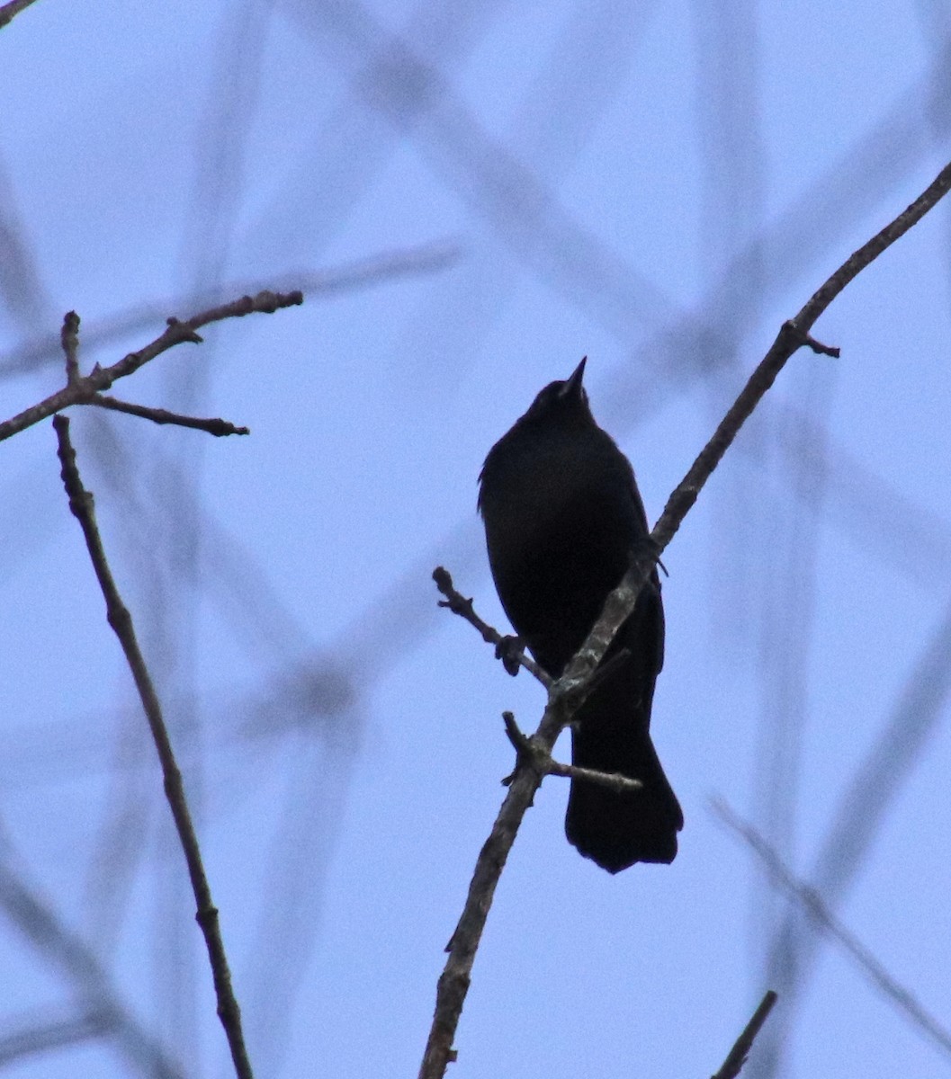 Red-winged Blackbird - ML646707193