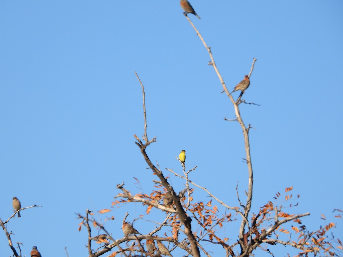 Chardonneret mineur - ML646707194