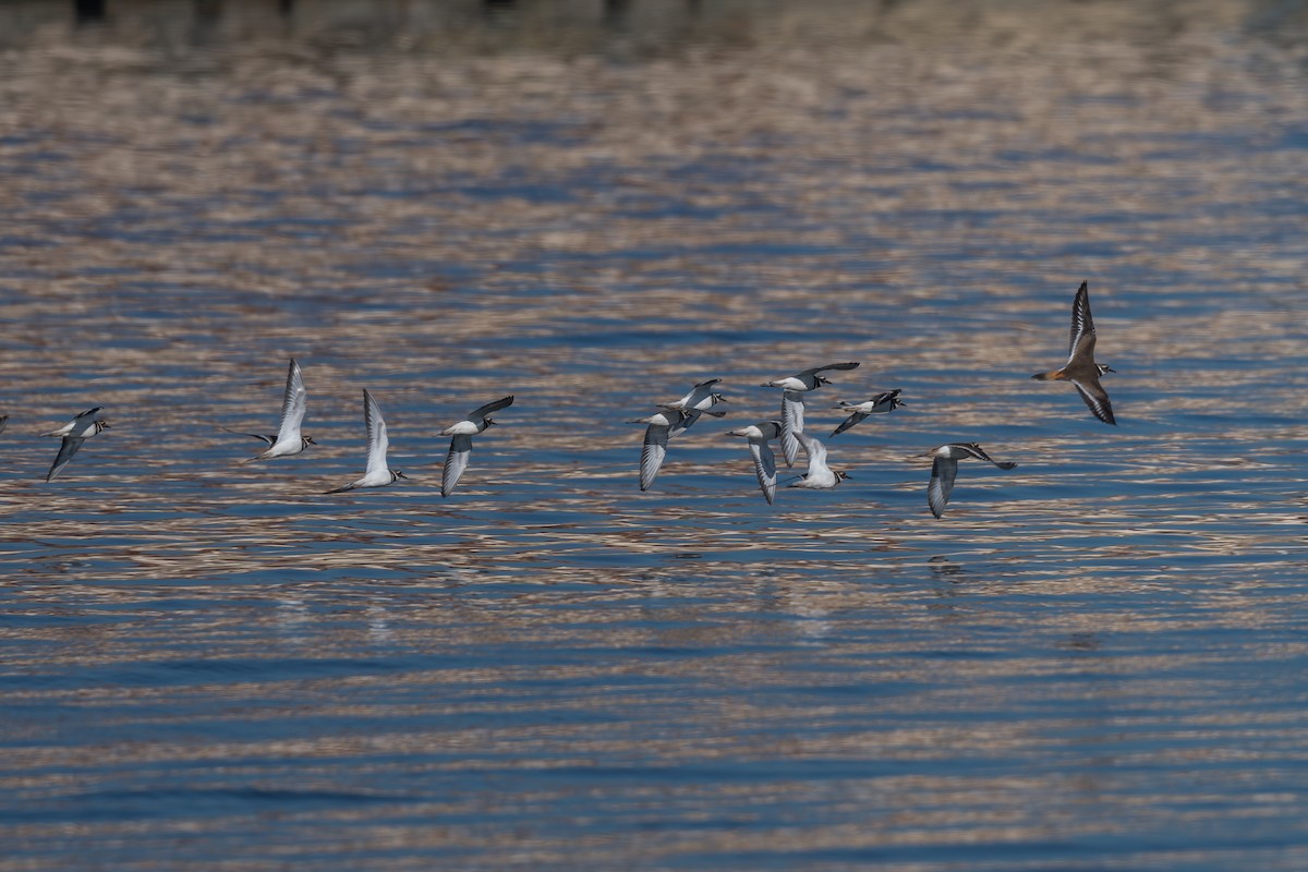 Chorlitejo Culirrojo - ML646707195