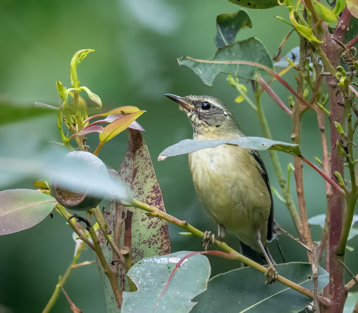 Reinita Azulada - ML646707197